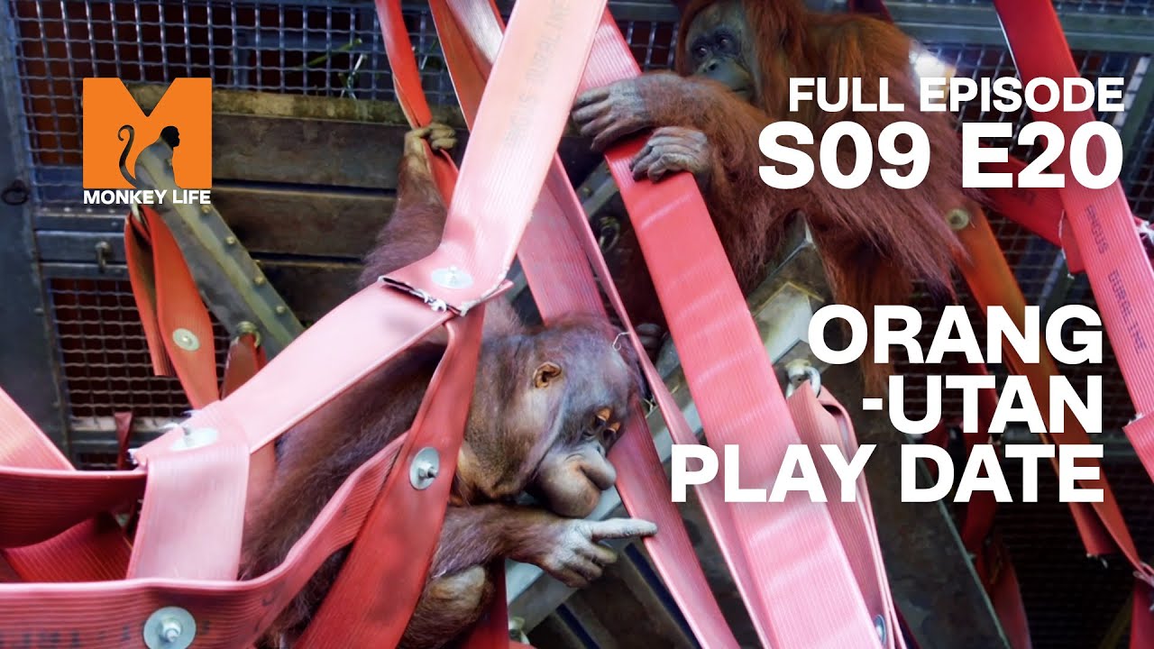 Orang-utan Play Date | Season 9 Episode 20 | Full Episode | Monkey Life