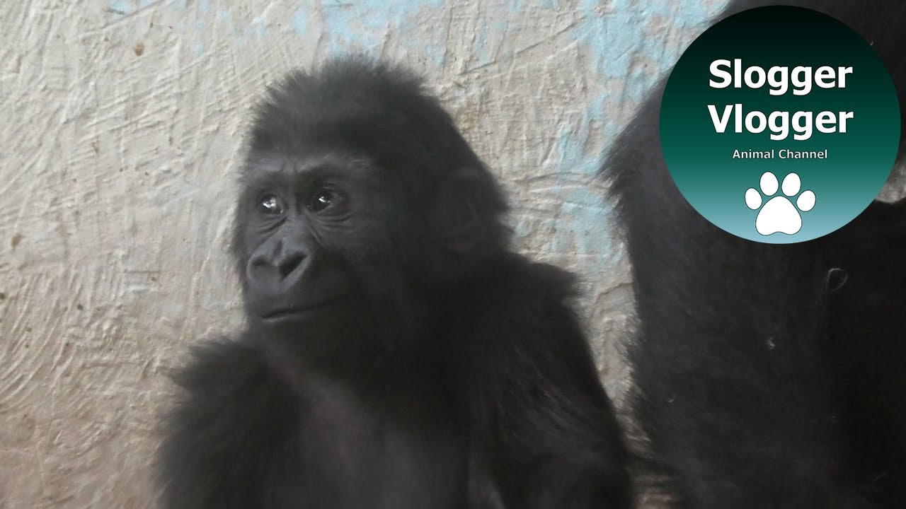 Baby Gorilla Hasani Takes On Big Half-Sister Ayana