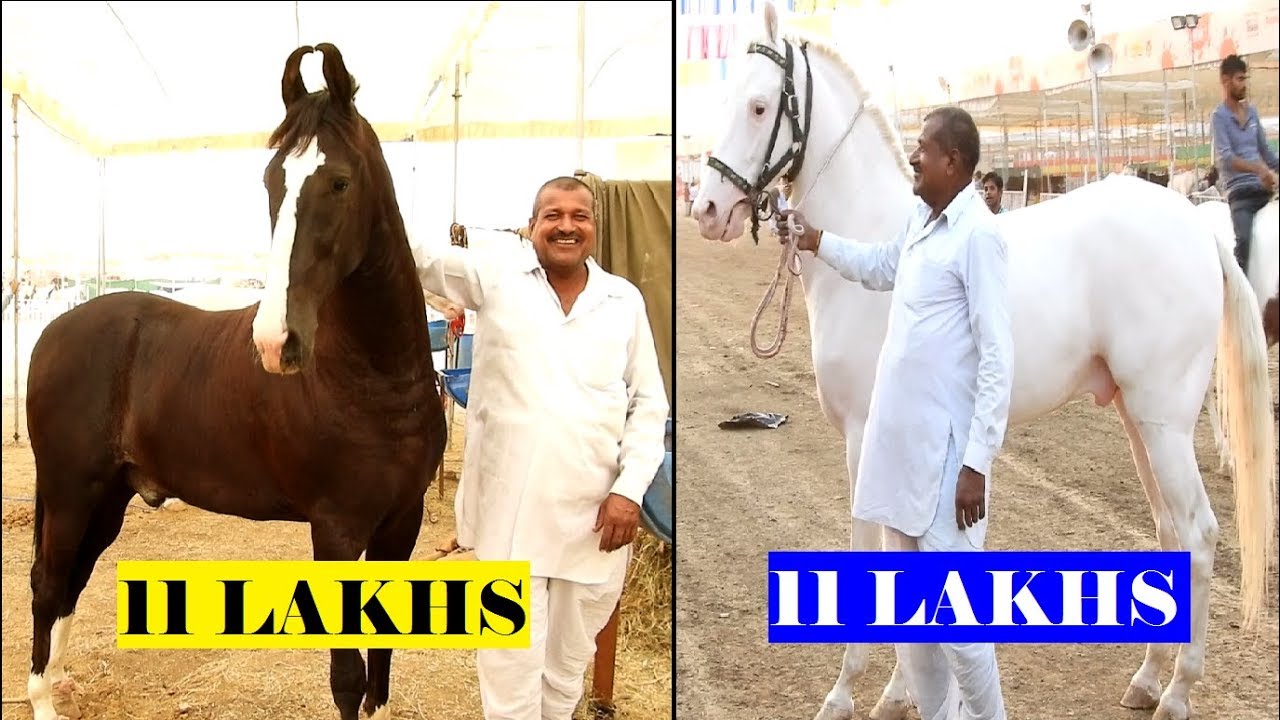 11 लाख के घोड़े || CHETAK STUD FARM || SARANGKHEDA 2018 - Indian Marwari Horses