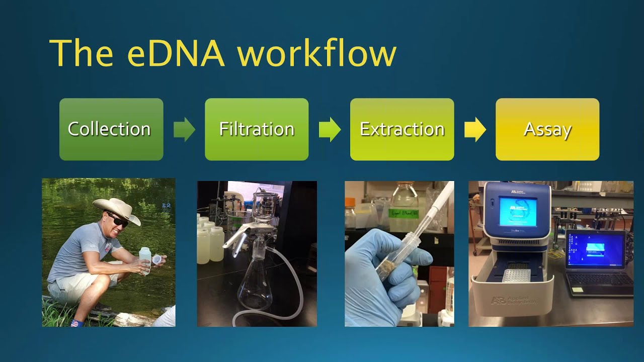 Environmental DNA as a force multiplier: Cutting through hype and moving from potential to practice