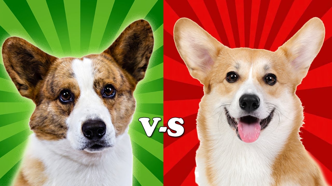Cardigan Welsh Corgi vs Pembroke Welsh Corgi