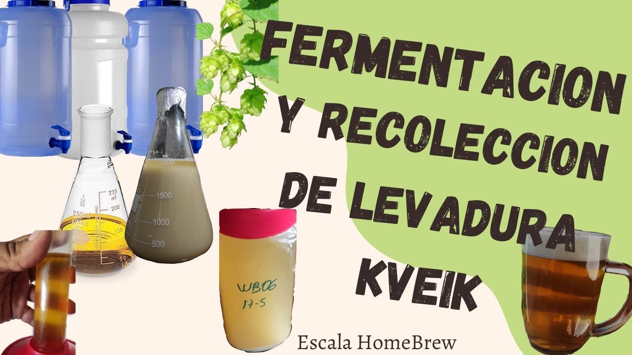 Fermentación y Recolección de Levadura Kveik, Escala Homebrew, Cerveza Artesanal Saga.