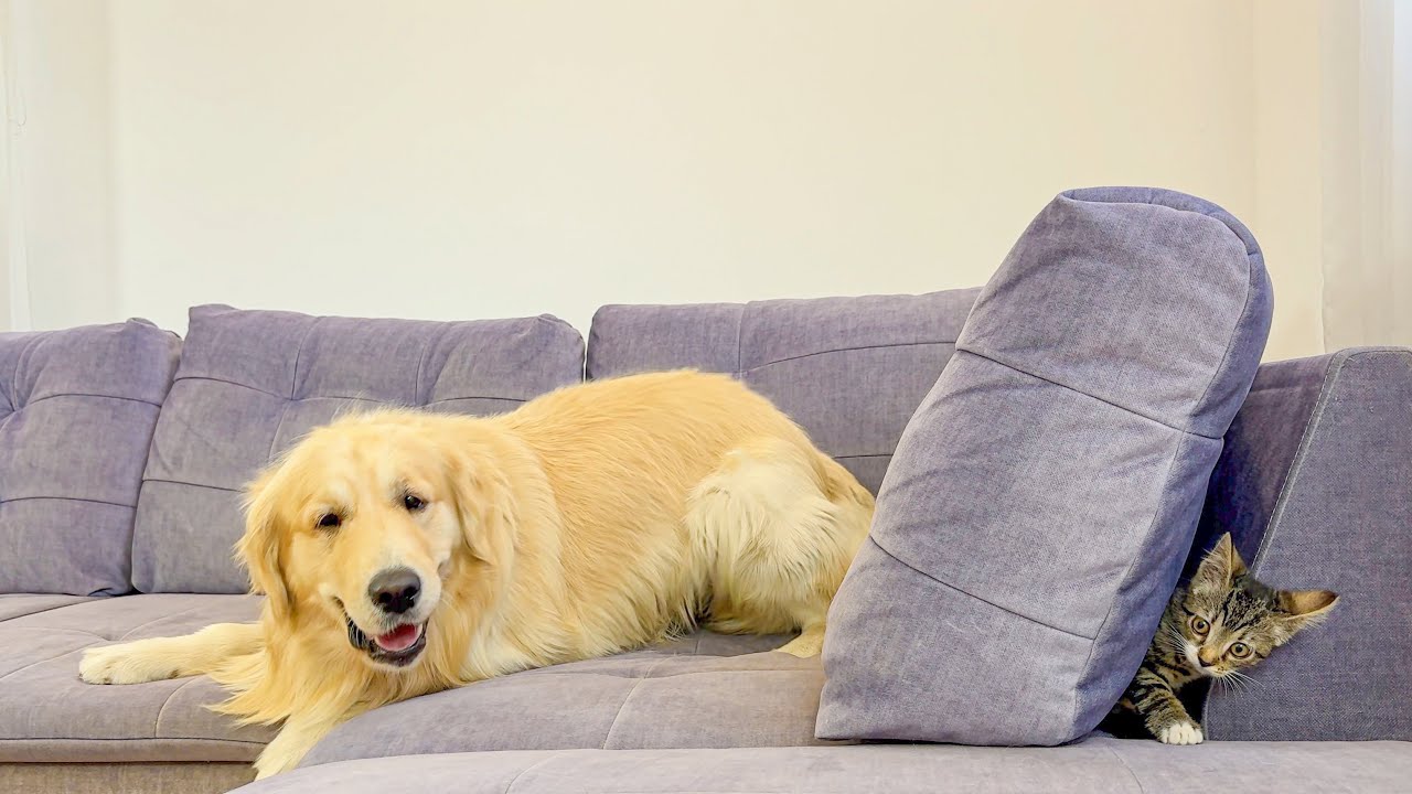 ⁠Tiny Kitten Attacks Giant Golden Retriever — What Happens Next Is Hilarious!