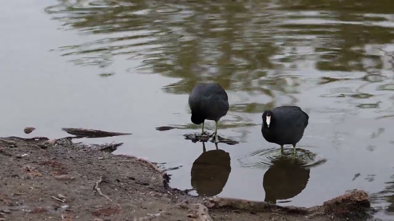Birds drinking water 