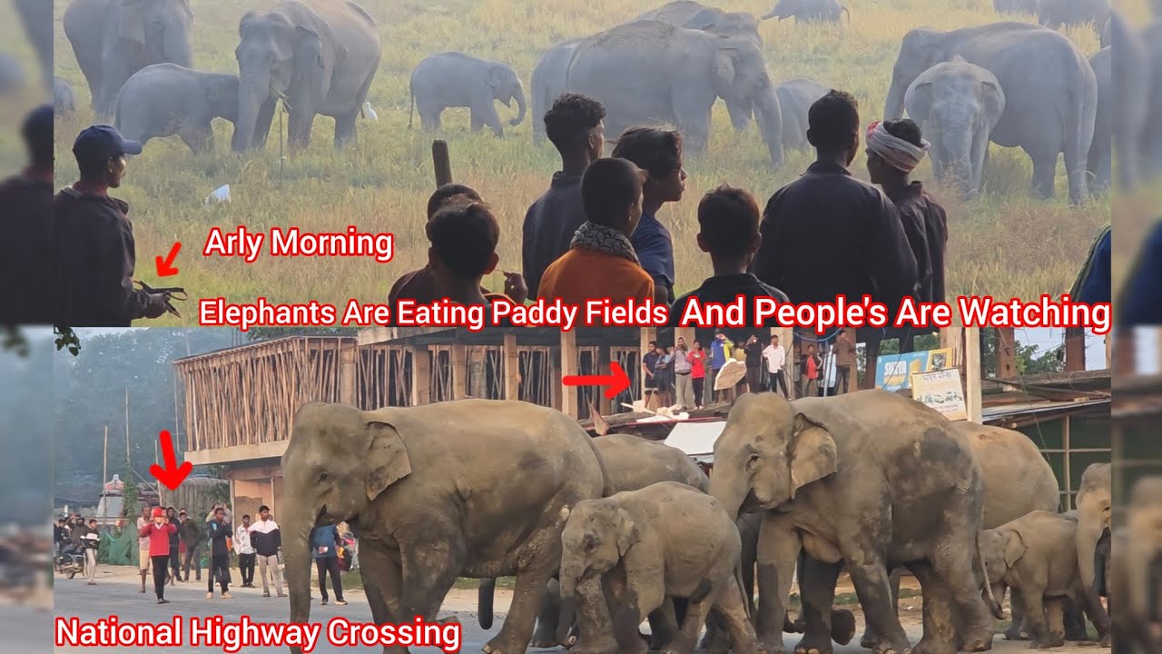 The Elephants Eat The Paddy In The Fields And Cross The Highway To The Forest 