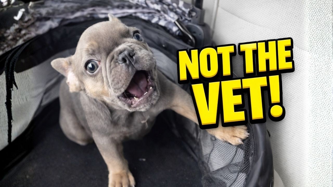Tiny Frenchie Realizes It’s Vet Day… Instant Protest 😂🐶