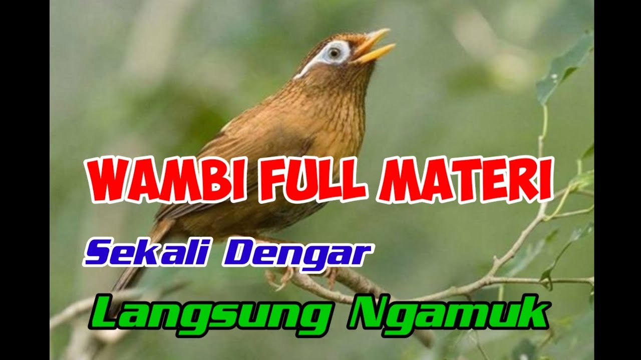 Masteran burung hwamei wambi gacor terbaik || full materi