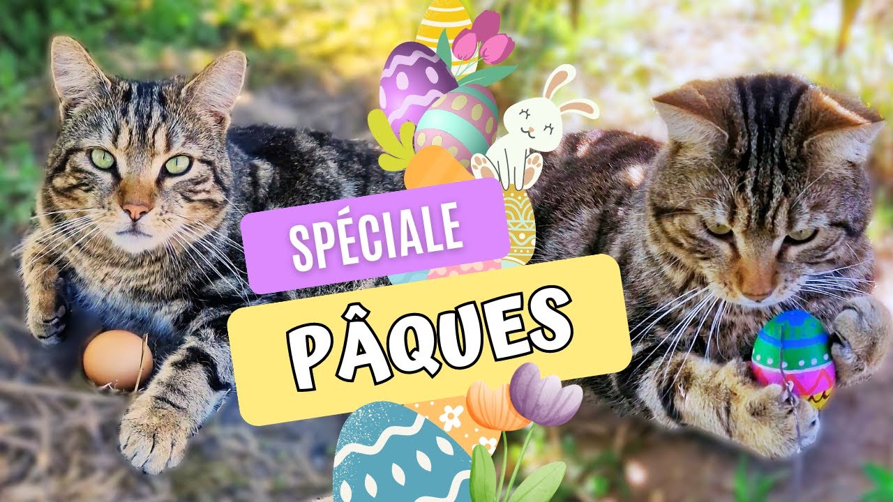Petitou // Spéciale Pâques 🐣