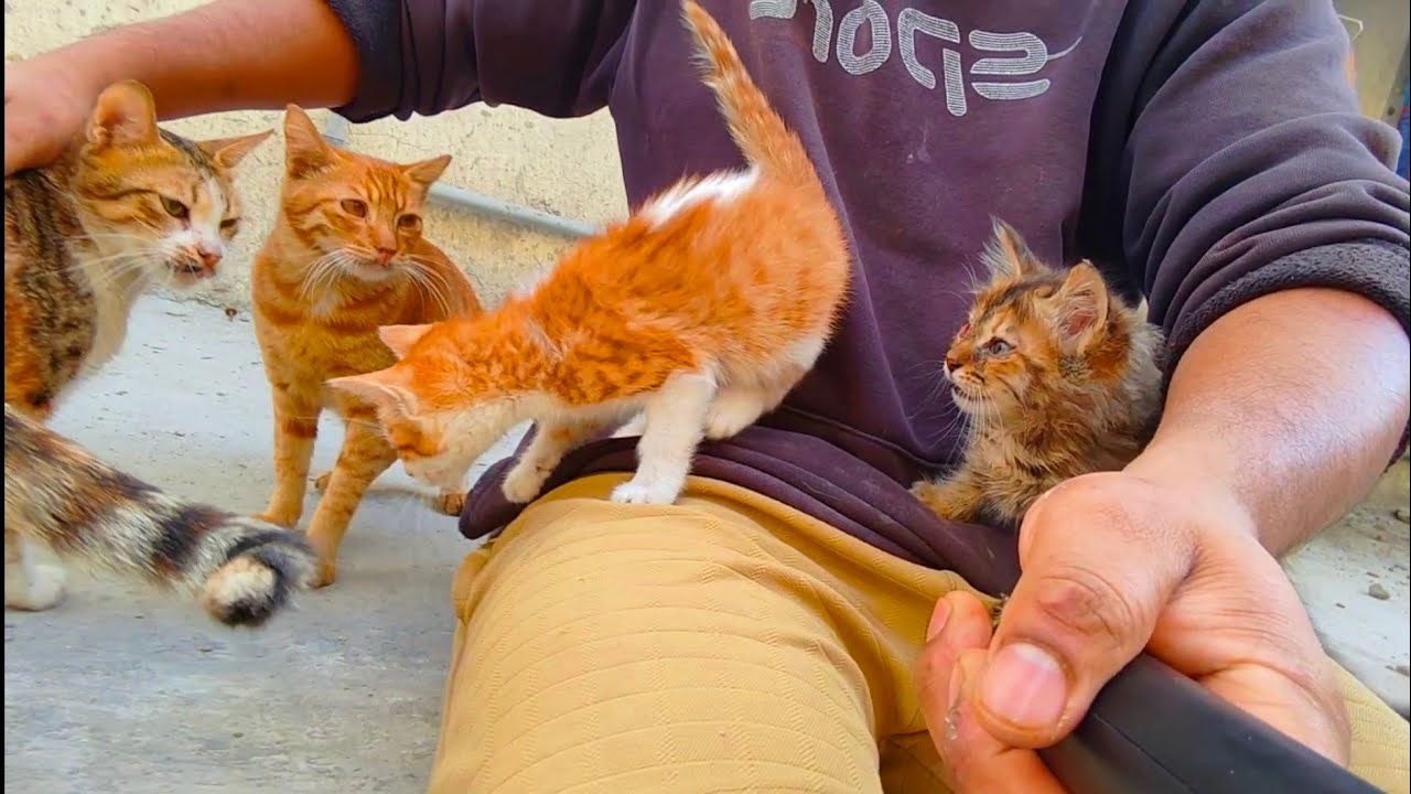 tiny kittens and big cats 😻🌿🙀on the street, and my heart felt warm, so I Share my love#cat#kitten