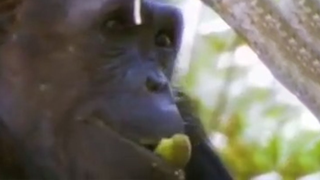 Monkeys Occasionally Eat Meat in the Jungle | BBC Studios