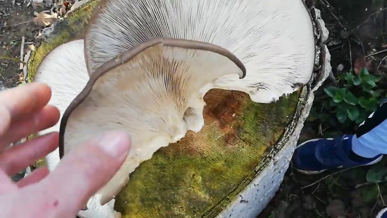 Girgola,seta de Ostra (pleurotus Ostreatus)