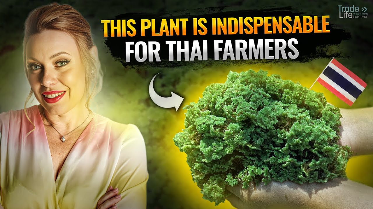 This plant is irreplaceable for Thai farmers! Why is azolla a superfood in agriculture?