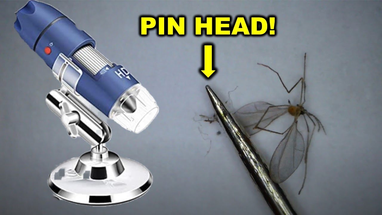 2k HD Digital Microscope Review & Demo