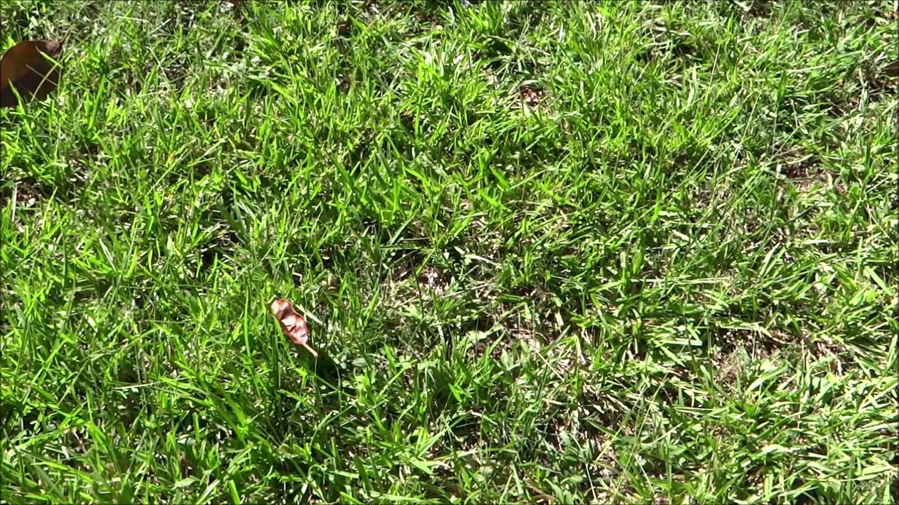 10 Hours of Grass Growing