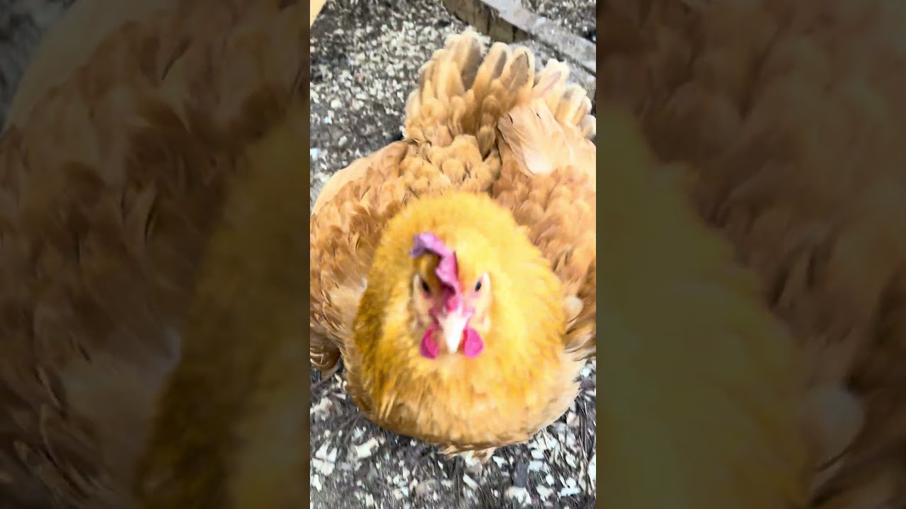 #gallinero
