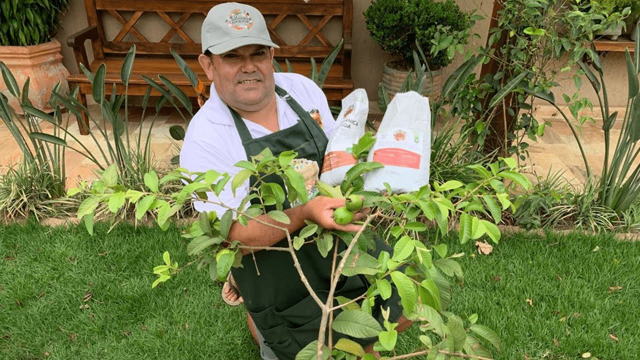 Goiaba Plantada Em Vaso Por Alporquia | Veja o Resultado