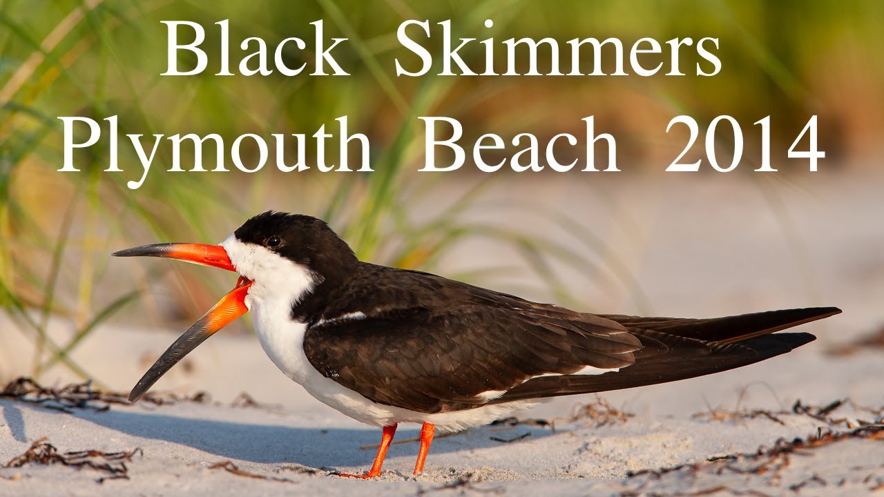 Skimmers Plymouth 2014