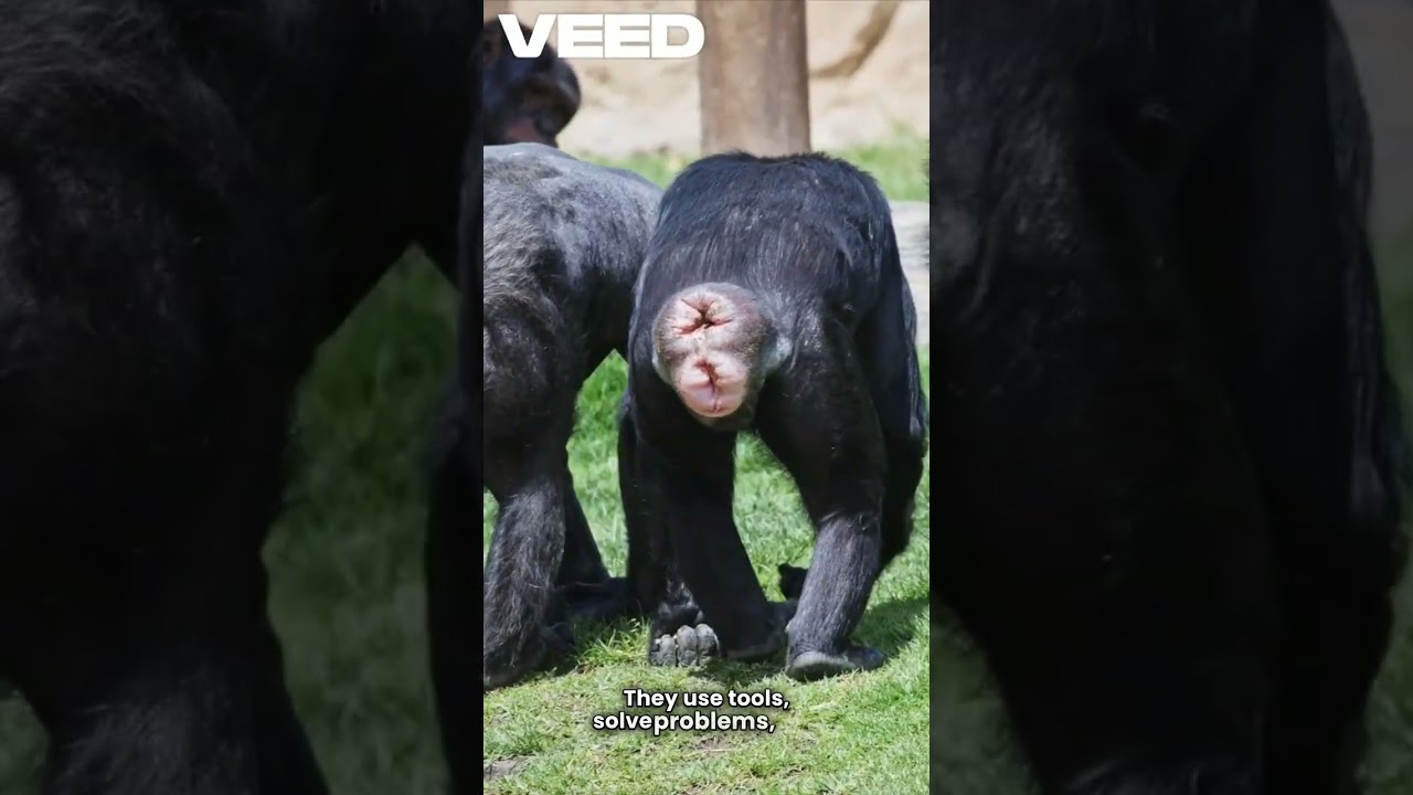 MOST INTELLIGENT ANIMALS IN THE WORLD