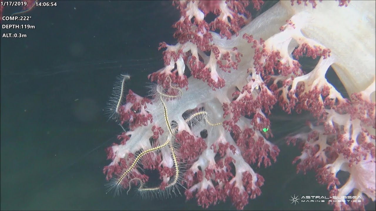 ROV footage of Red-Sea deep seabed life near Eilat