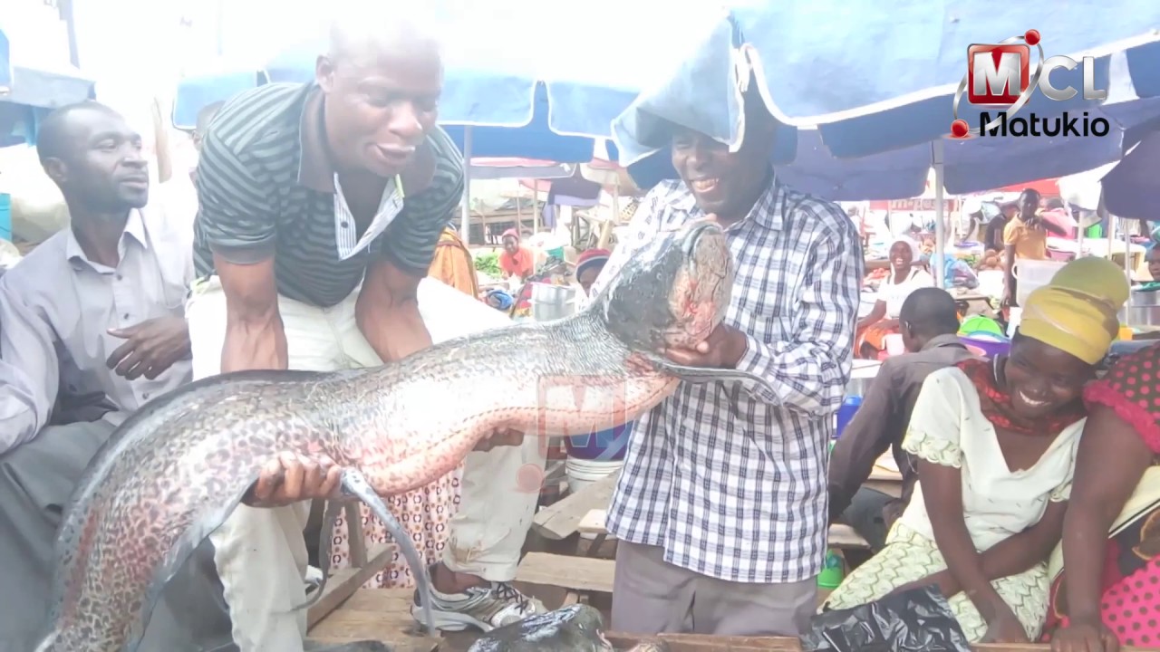 Kamongo waliopotea Mwanza waonekana tena