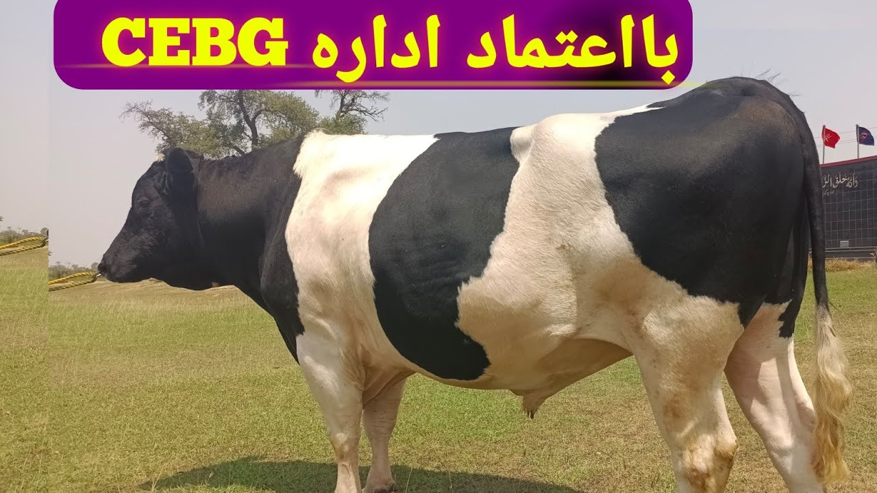 دنیا کی ٹاپ دودھیل نسل کے سیمن دستیاب ہیں |Bulls| || CENTER of Excellence for Bovine Genetics (CEBG)