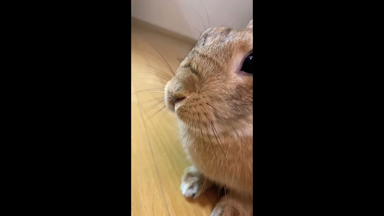 What is bunny nose twitching?🥰🥰🥰Netherland dwarf bunny