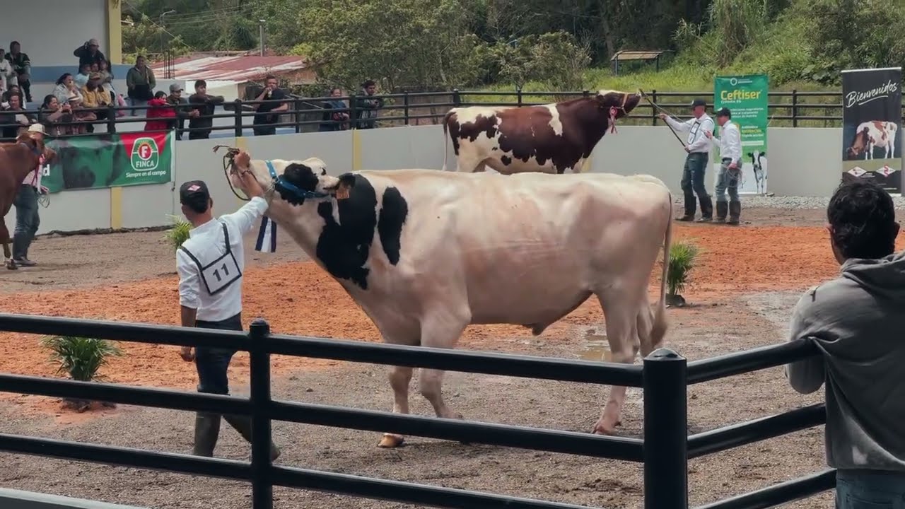 XVII Feria Ganadera Expo Holstein y otras razas lecheras San Francisco Putumayo Co 11, 12 y 13 Oct