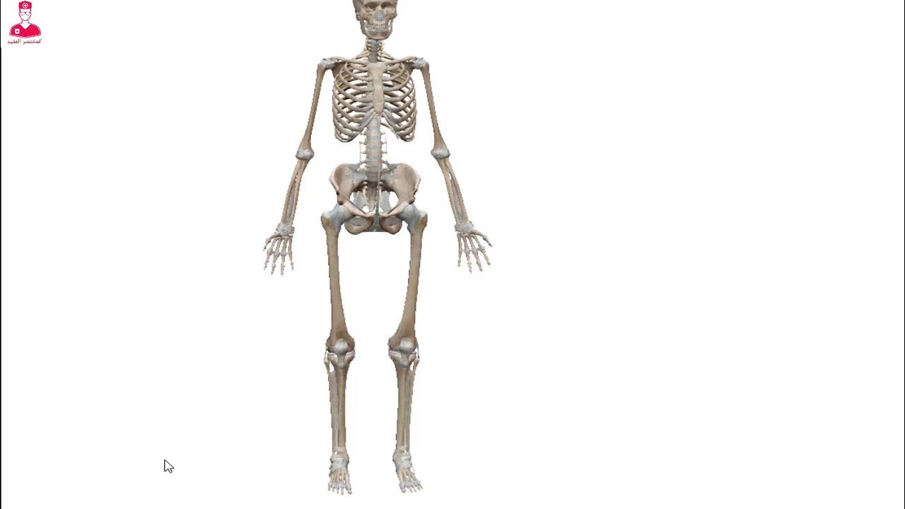 Bone types 3D || أنواع العظام