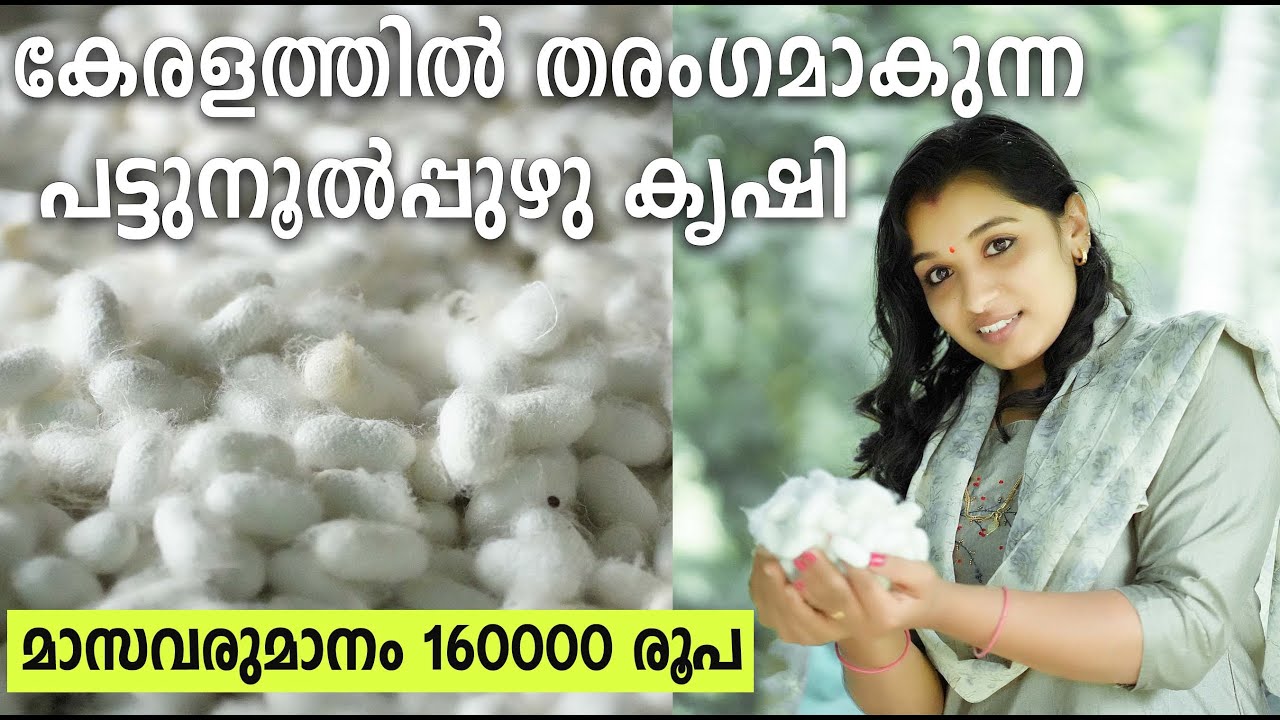 SILKWORM FARMING / SERICULTURE / MALAYALAM / BEAUTY VILLAGE