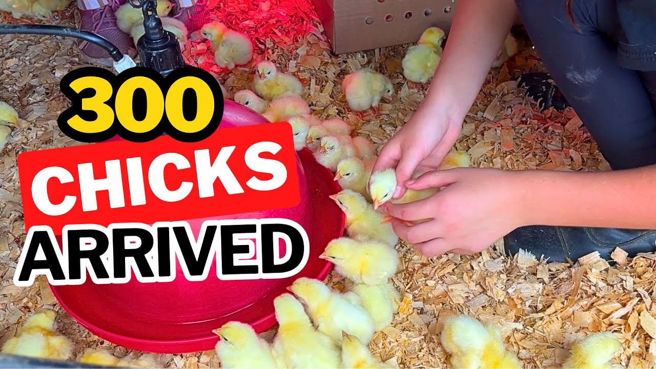 Picking Up 300 Chicks for the Farm (Brooder Setup for 300 Chicks)