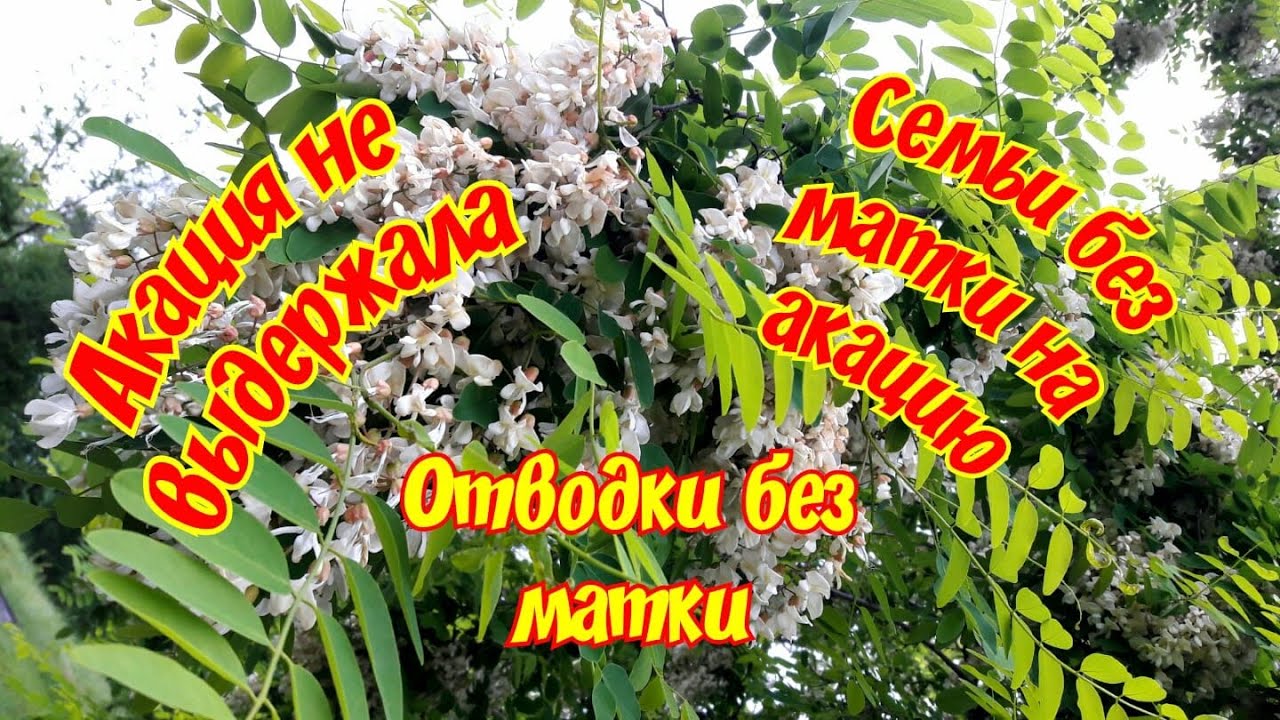 ОТВОДОК БЕЗ МАТКИ. СЕМЬЯ БЕЗ МАТКИ НА АКАЦИЮ. ВСЕ ЕЩЕ БУДЕТ)))