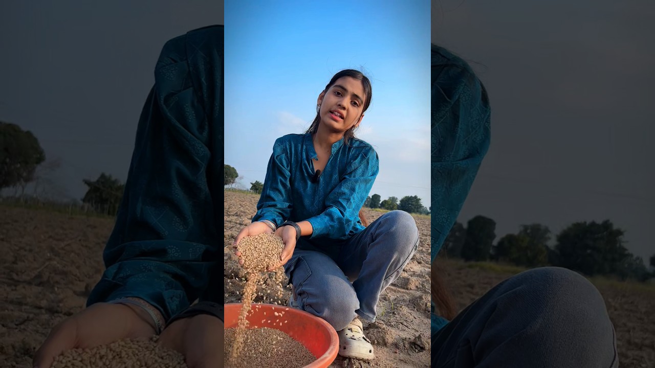 2025 की गेहूं की Top 5 Variety 🌾 Wheat top yeilding Varieties of India #wheat #gehu