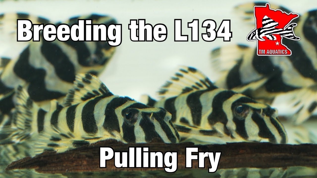 Вытаскиваем пещеру, полную мальков L134 Pleco
