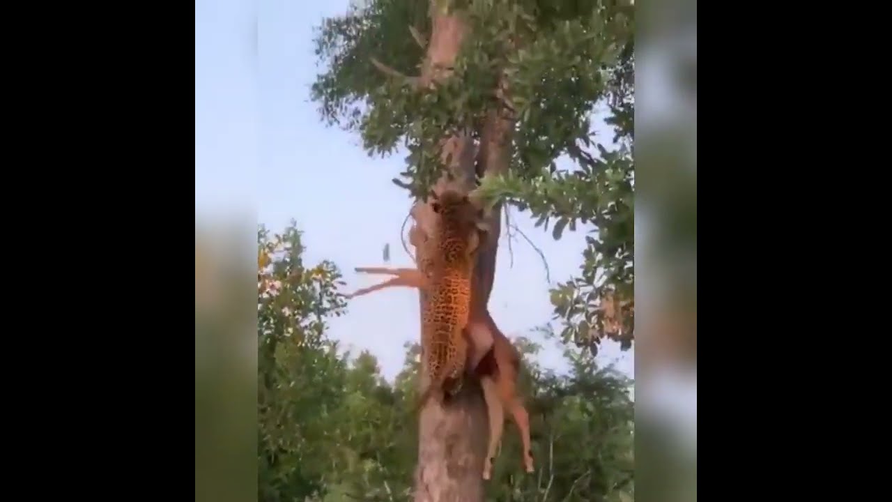 Leopard climbing the tree