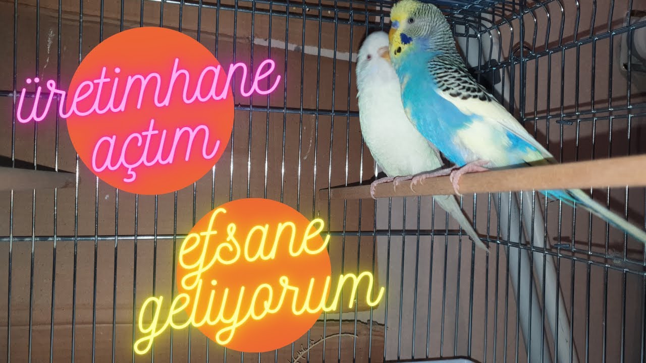 ÜRETİMHANE KURDUM - KUŞLARI TOPLUYORUM ! KAÇ TAKIM KUŞ BAKACAĞIZ