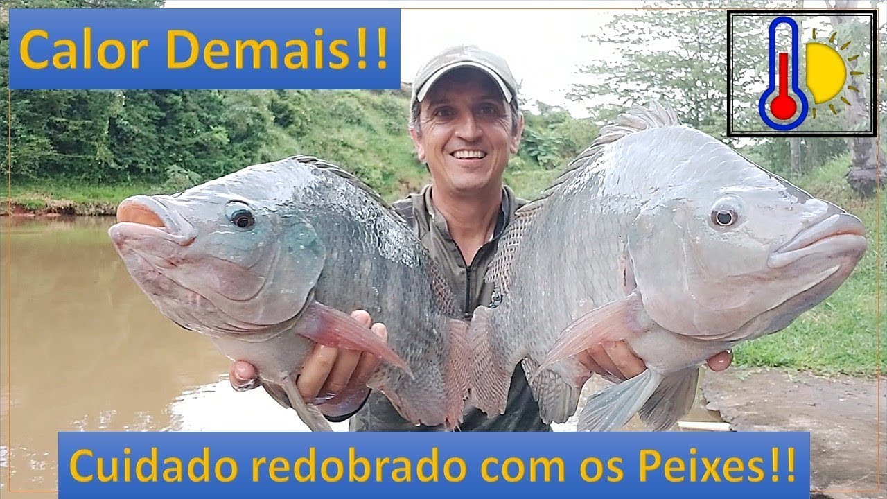 Calor e falta de água!!  Atenção isso Pode Matar seus Peixes!! Tilápia, Carpa, Pacu...