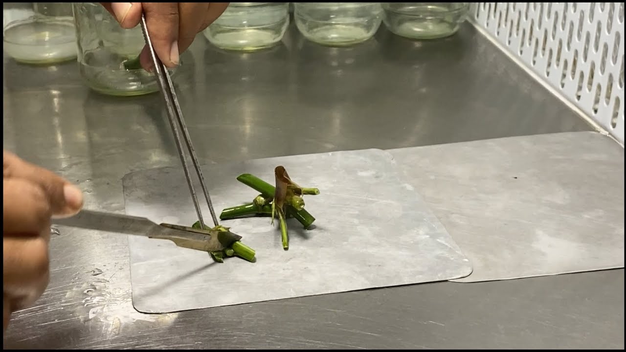 Tissue culture techniques for production of Bamboo plants