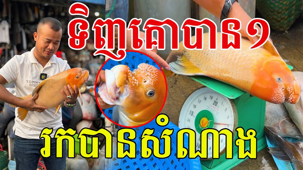 ត្រីមួយល្បីពេញផ្សារ ទិញគោបាន១ អ្នករកបានសំណាងណាស់
