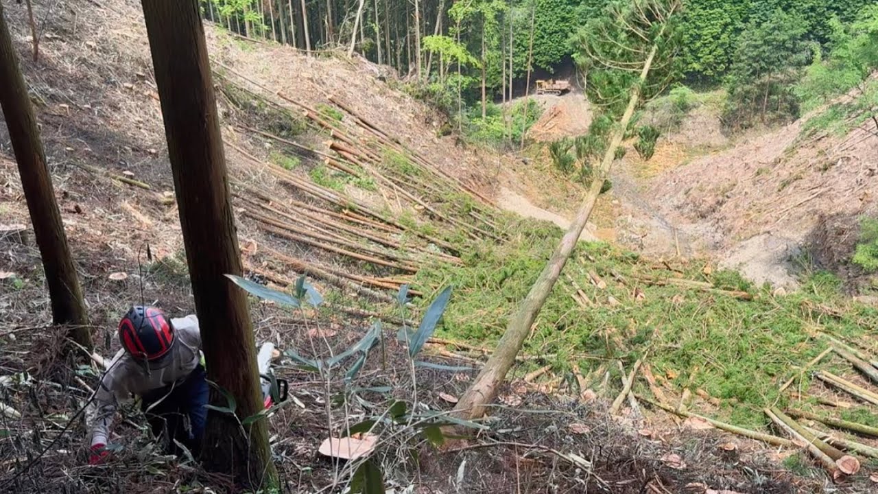 パラパラ倒れる伐採【林業】#林業 #宮崎 #japan #logging #forestry #伐採