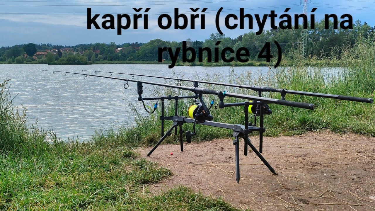 Kapří obři (chytáni na rybníce 4)