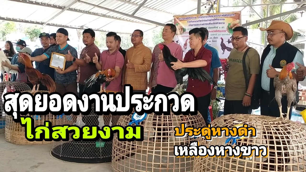 สุดยอดงานประกวดไก่สวยงาม อ.โพธิ์ศรีสุวรรณ จ.ศรีสะเกษ