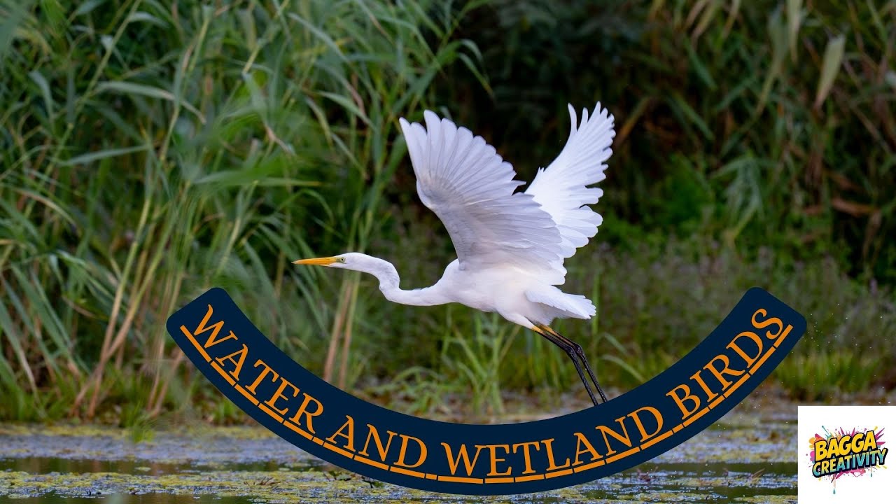 #beautifulbirds | #baggacreativity | #birds | #naturalbeauty | #nature | WATER AND WETLAND BIRDS