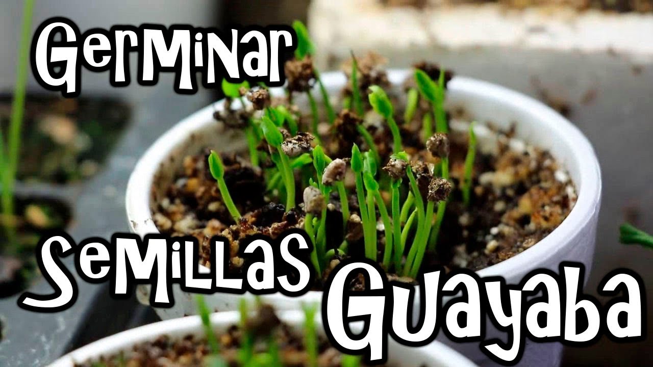 Como Germinar semillas de GUAYABA!! || M&eacute;xico Verde