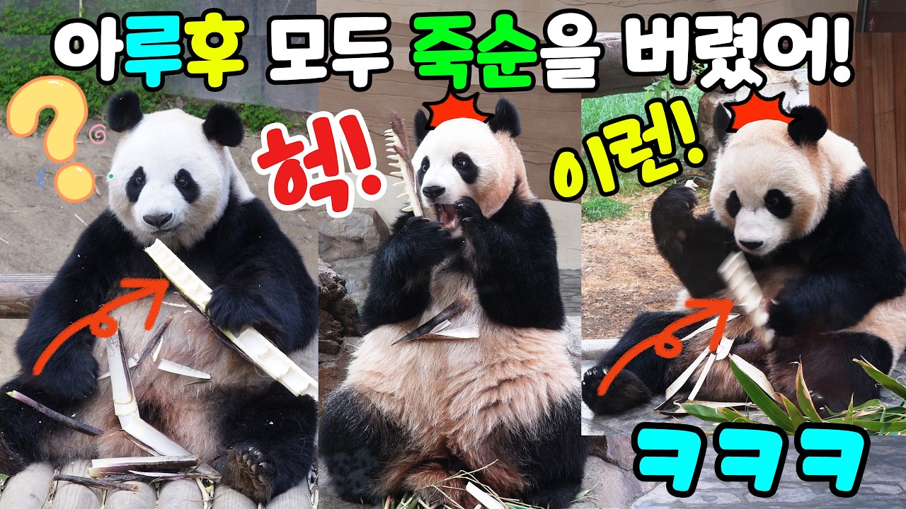 Айбао, Руи и Хуэй выбросили побеги бамбука! | Английские субтитры 🐼Мир панд, семья Бао🐼