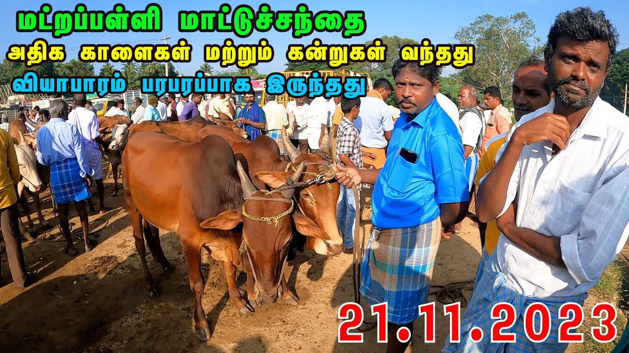 மட்றப்பள்ளி மாட்டுச்சந்தையில் அதிக காளைகள் கன்றுகள் வந்தது வியாபாரம் படுஜோராகநடந்தது #ksvenkatvlogs
