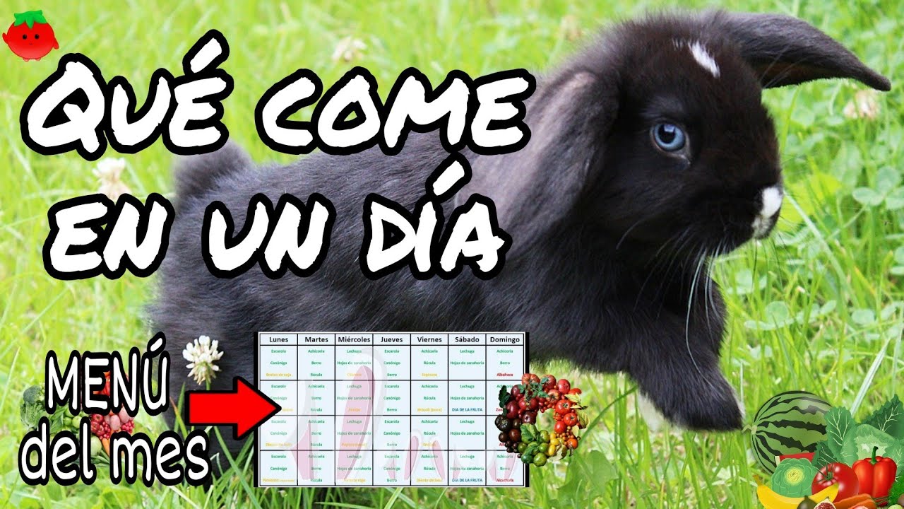 Qué come mi conejo en un día