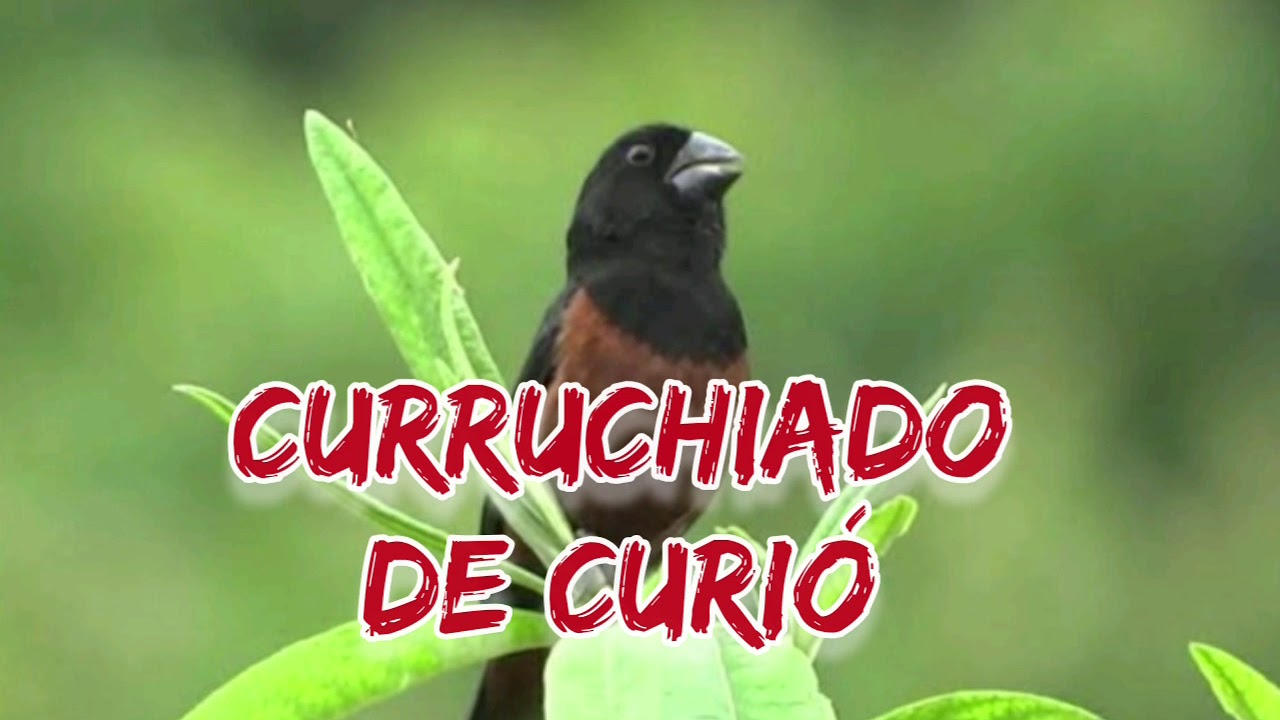 Curruchiado de Curi&oacute; pra cassada ou armada.