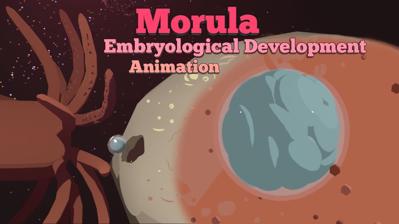 Эмбриологическое развитие морулы — 3D-анимация