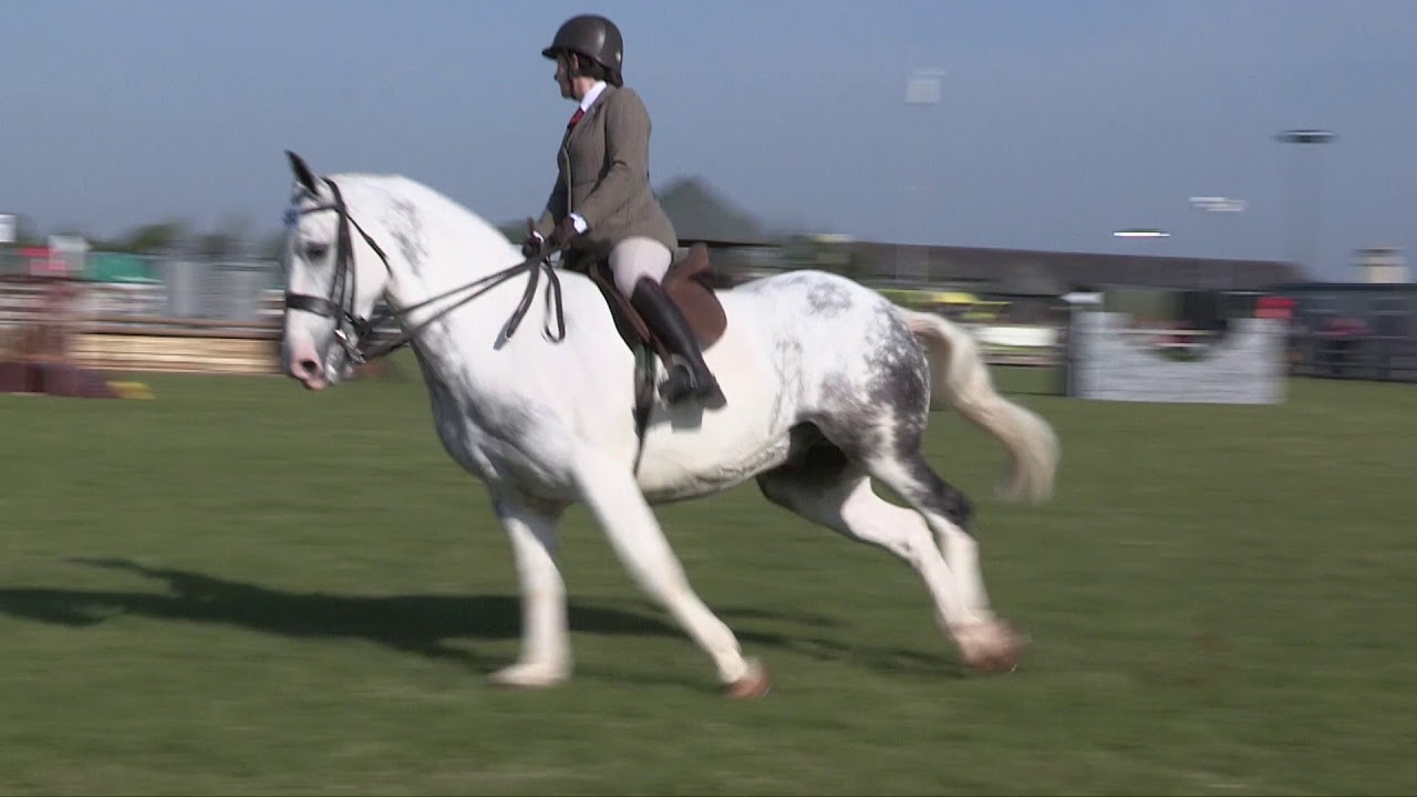 Cob Working Hunter Hi-Lights