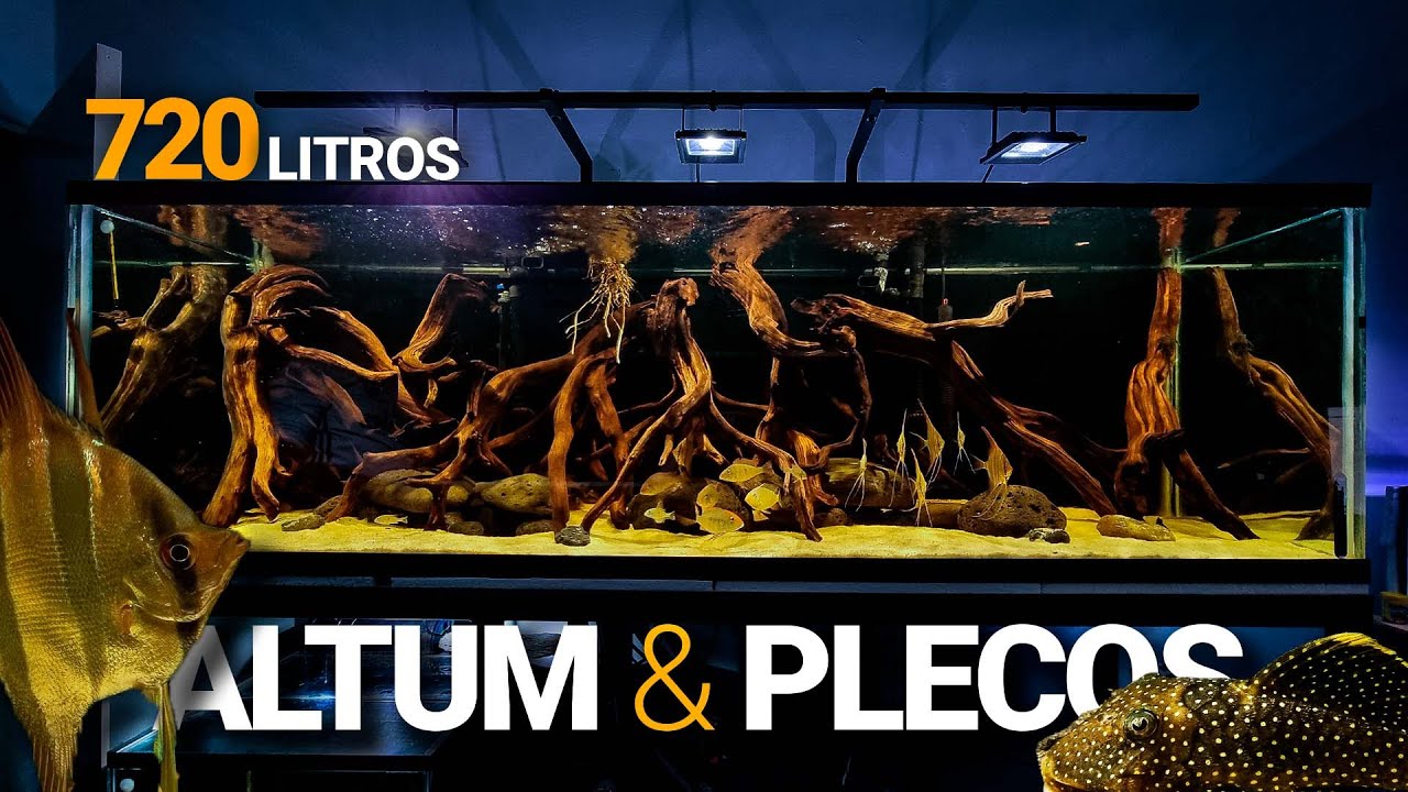 AGUAS NEGRAS de 720 Litros lleno de peces EXÓTICOS